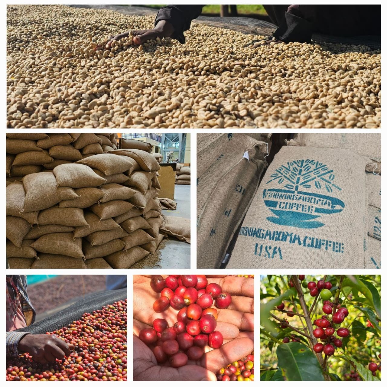 Coffee processing collage