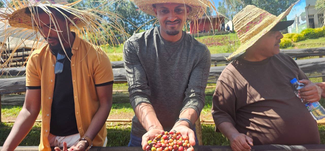 Three smiling Ethiopian coffee workers holding fresh coffee cherries