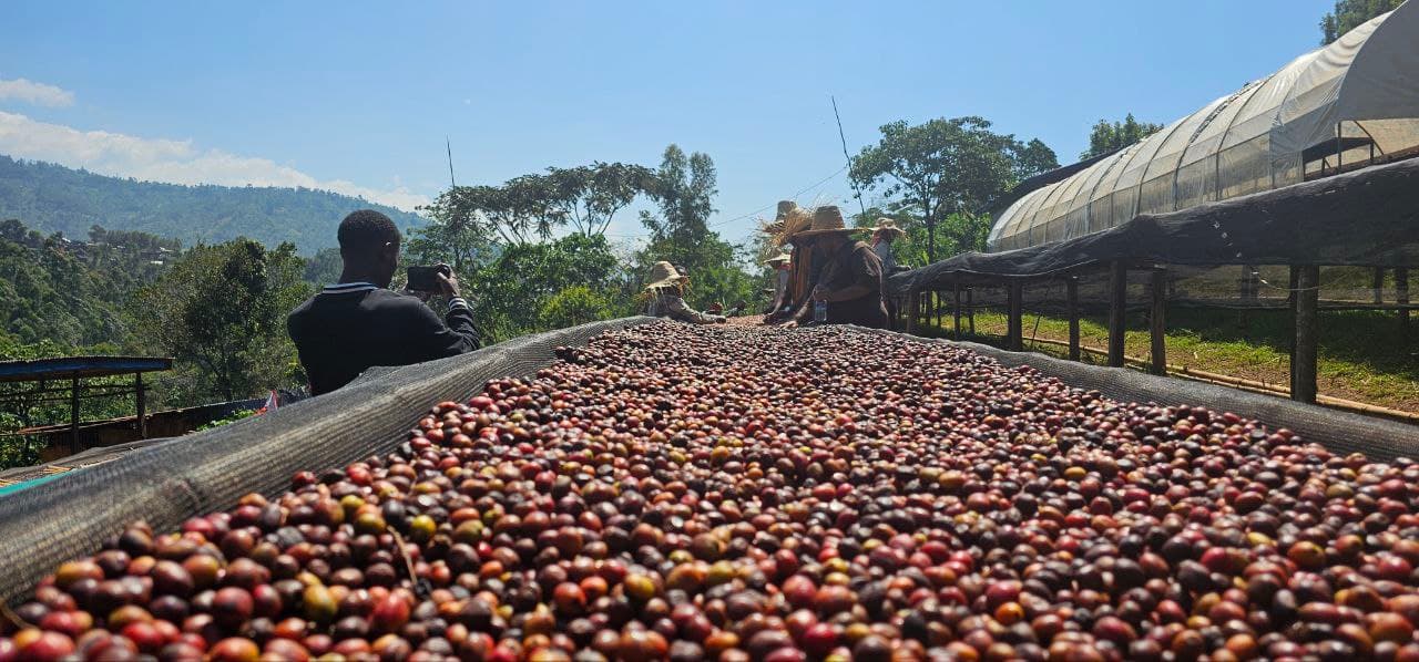 Coffee origin — Ethiopian drying beds